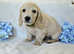 Beautiful long haired mini dachshund, boys