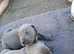 Beautiful cane corso babies