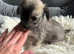 Chinese Crested puppies Hairless - Powderpuff  - Girls/Boys