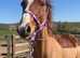 All round pony