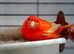 Singer Red factor intensive male canary successful clutches