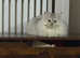 Rosie - white silver point British Longhair