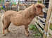 Registered miniature spotted yearling filly