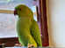 Beautiful baby Indian ringnick parrot