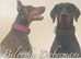 Exceptional European Doberman puppies due 18/5/25