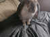 Beautiful boy rabbit for sale