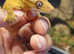 OMG Beautiful Yellow Crested Gecko