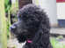 Gorgeous kc registered miniature poodle