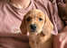 HUNGARIAN VIZSLA  X MINIATURE POODLE.     VIZSIPOOS