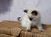 Ragdoll kitten. Boy ready for a new home