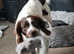 Springer spaniel
