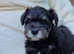 Meet our Miniature Schnauzer purebred baby girl