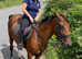 15.2 bright bay gelding Cob X