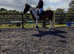 Riding mare 14.3 8 years old