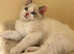 Ragdoll kitten