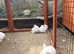 A litter of 8 giant French lops