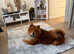 Roxy