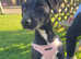 jack russell cross salukai
