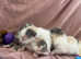 Ragdoll cross kittens