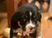 Tri-Colour Staffy x Collie puppies for sale - Available now