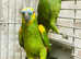 Beautiful baby Amazon Parrot