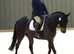 Dressage/Fun Horse