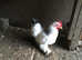 Chicken male