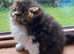 Exotic Male kitten