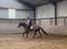 Sweet affectionate 15 2/3h 5yo Irish TB mare
