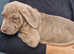 Majestic Cane Corso x Neo Puppies Looking for Forever Homes