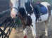 Skewbald Gelding for sale