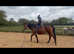 Riding mare 16hh