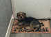 Gerluskey X Doxiepoo puppies