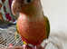 Pineapple Conure parrot hand reared tame