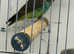 Baby Meyer's parrot Glasgow
