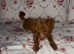 Tiny toy poodle