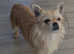 Norfolk terrier cross