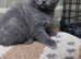 Grey British Short-haired Kitten