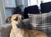 Sloughi x bullwhippet