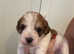 Jack Russell X Norfolk terrier puppies