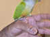Canarie Parrot