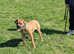 6 MONTH OLD FEMALE MASTIFF