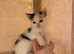 Last kitten left looking for his forever home