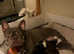 **READY TO WALK** French bulldog girls available **READY NOW**