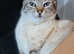 Snow bengal x ragdoll