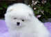White kc registered  puppy Pomeranian boy