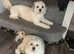 Havaneses puppies available