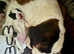 KC Registered Saint Bernard