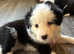 Border Collies 2 female