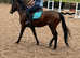 15.2h Irish sports mare full green book